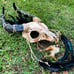 Animal Skull Horned Feather Goat Mask