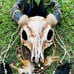 Animal Skull Horned Feather Goat Mask