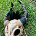 Animal Skull Horned Feather Goat Mask