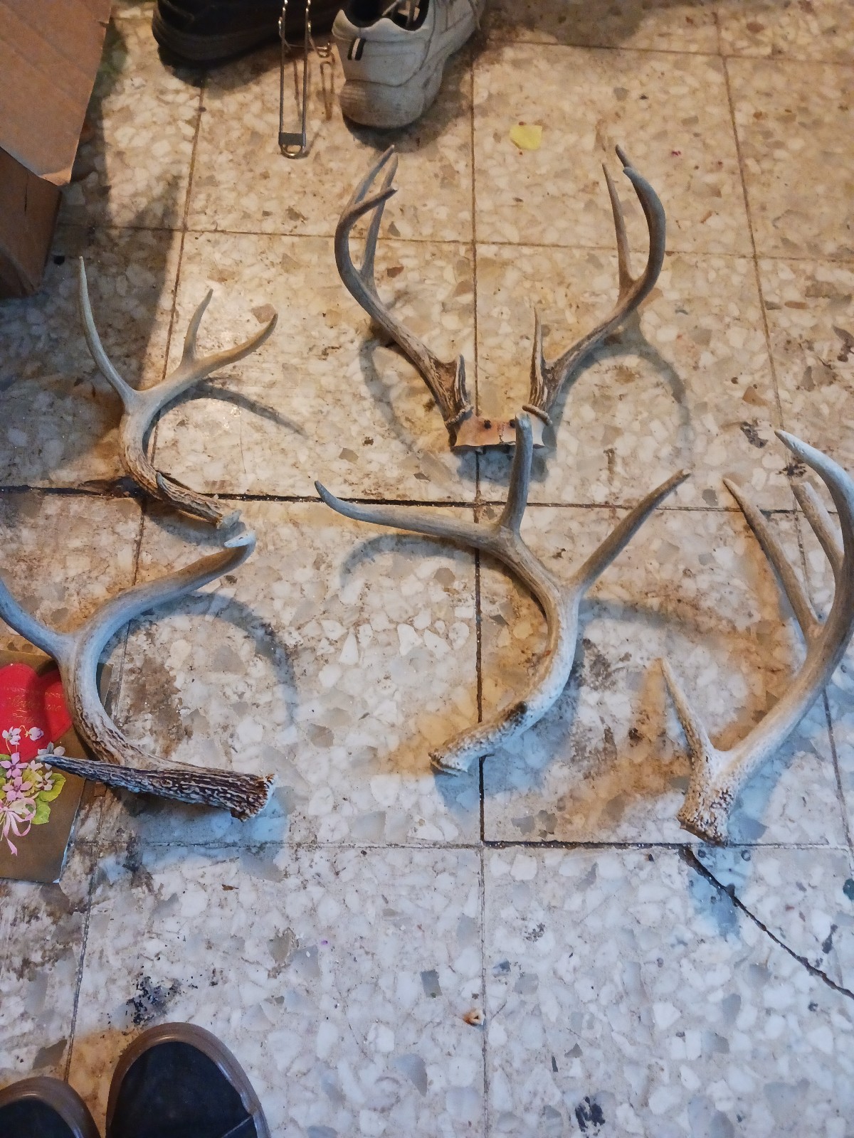 deer antlers