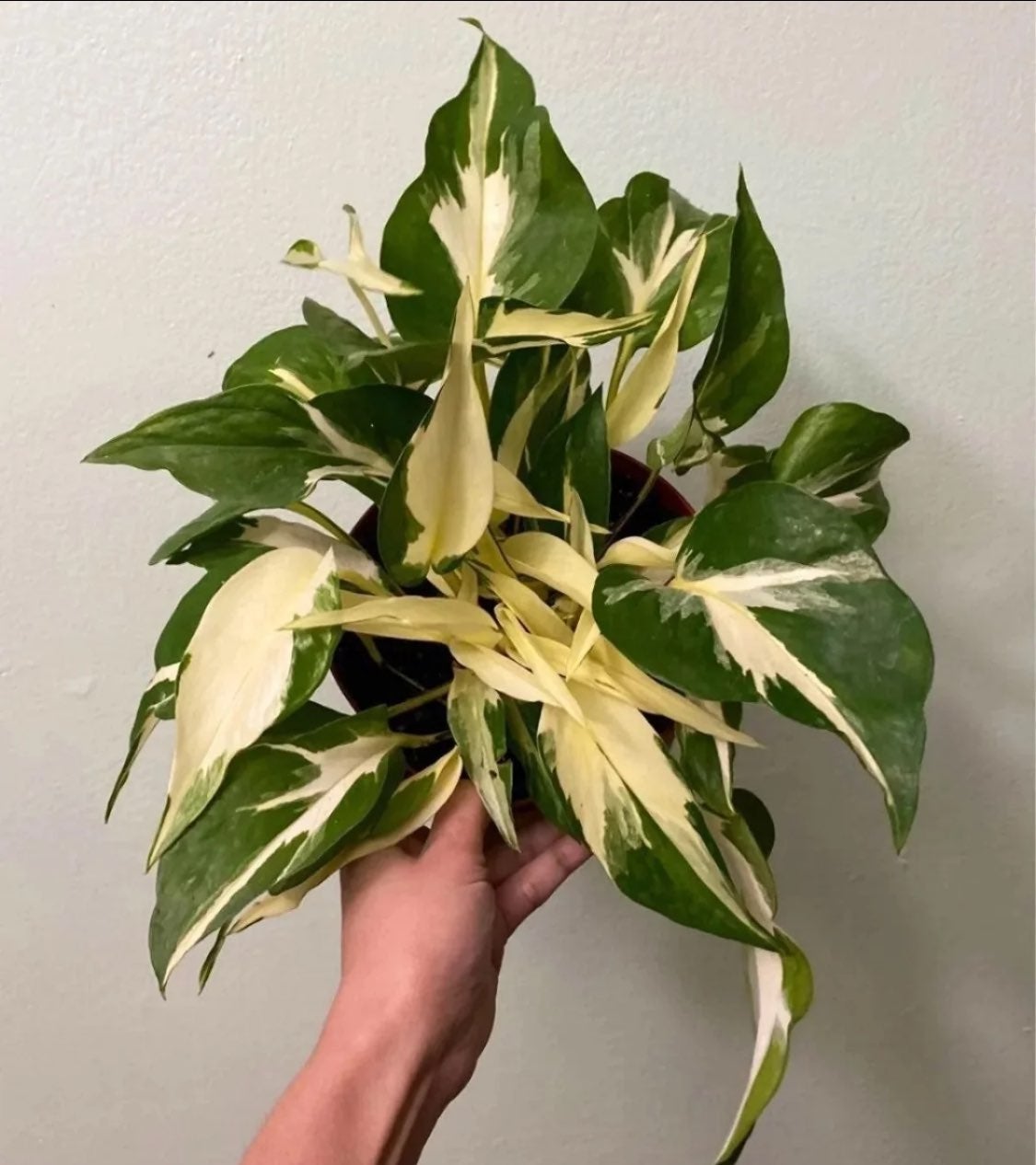 **Extremely Rare** Epipremnum Manjula Pothos **HUGE LEAVES**