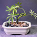 spiral money tree bonsai in overglazed pot schefflera plant
