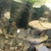 Aquarium ornament