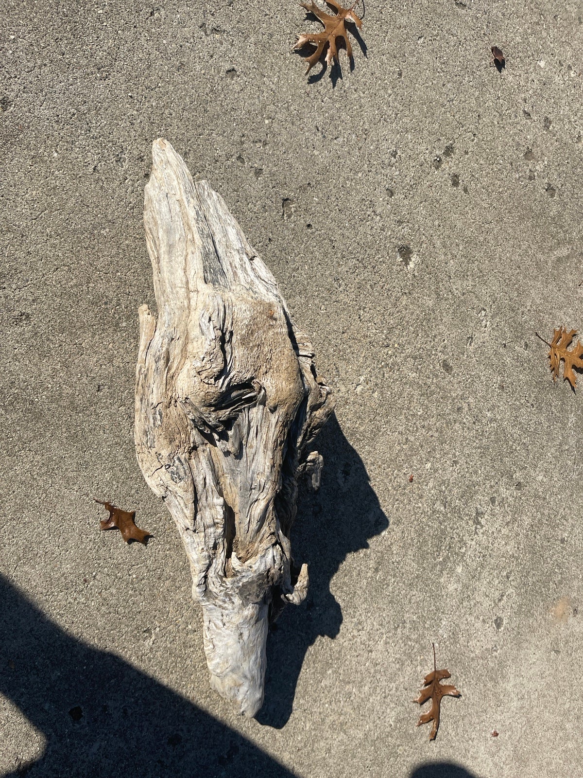 Driftwood