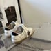 Size 5.5 -Authentic Super-Star White and Gold Leather Golden Goose Sneakers