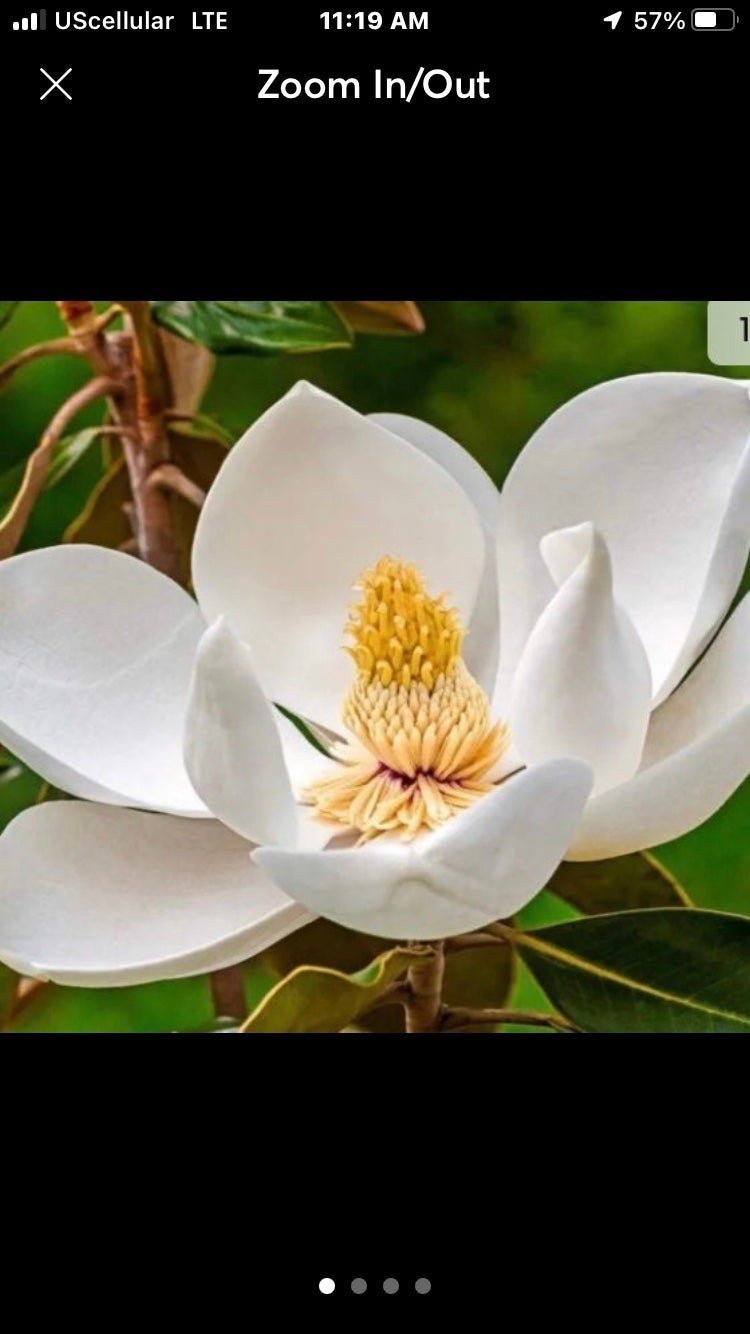 2 Magnolia Trees LIVE!