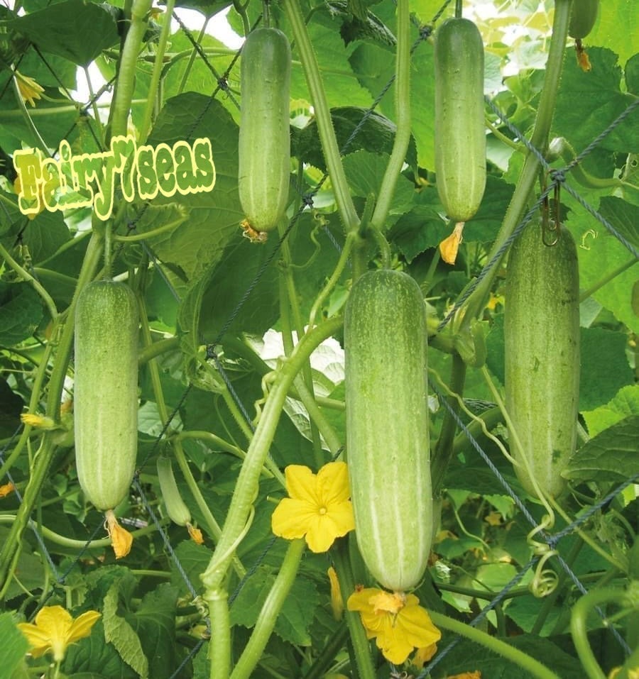 6 Asia Summer Pickle Cucumber Seeds |HuanGua|Khira|Tseng Kwa|NON-GMO| Organic