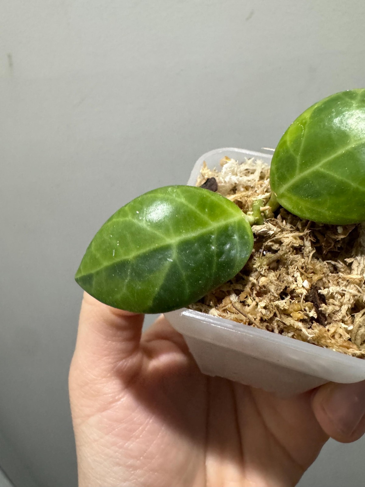 Variegated hoya obscura albomarginata cutting. exact plant fast shipping