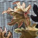 Metal Sculpture Wall Art Leaves and Branch Brass Copper and Steel Artisan Design