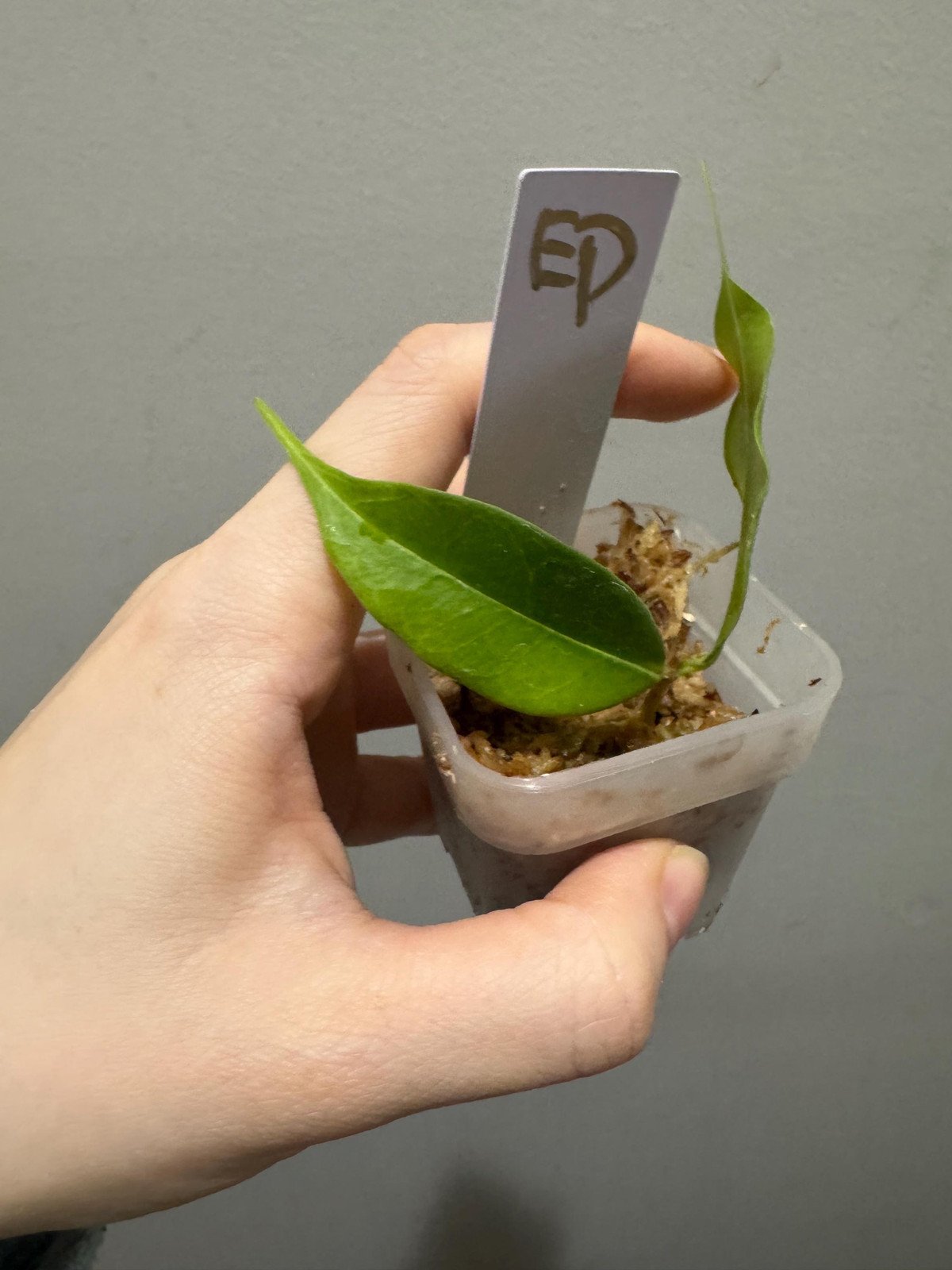 hoya Medusa rooted cutting active growing. Exact plant fast shipping