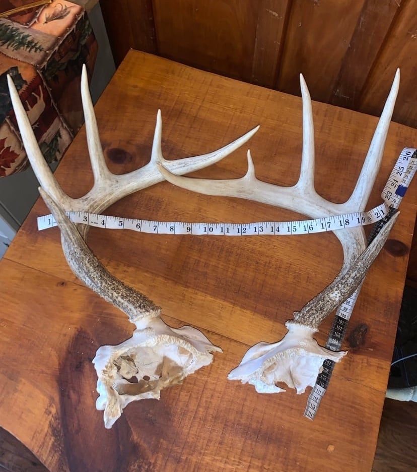 Deer antlers