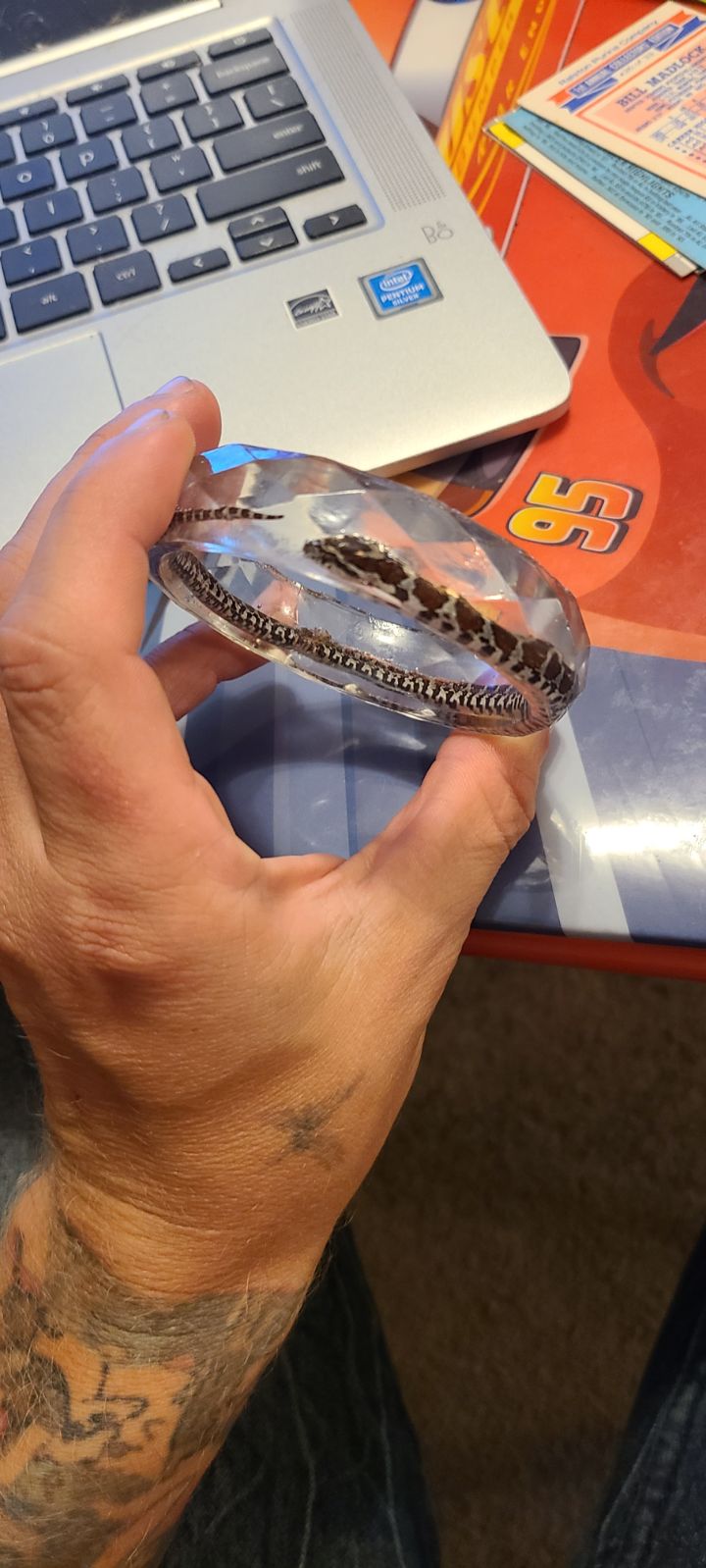 Corn snake resin bracelet