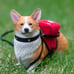 JXK Studio 1/6 Scale Welsh Corgi Pembroke C Resin Figurine New in Box