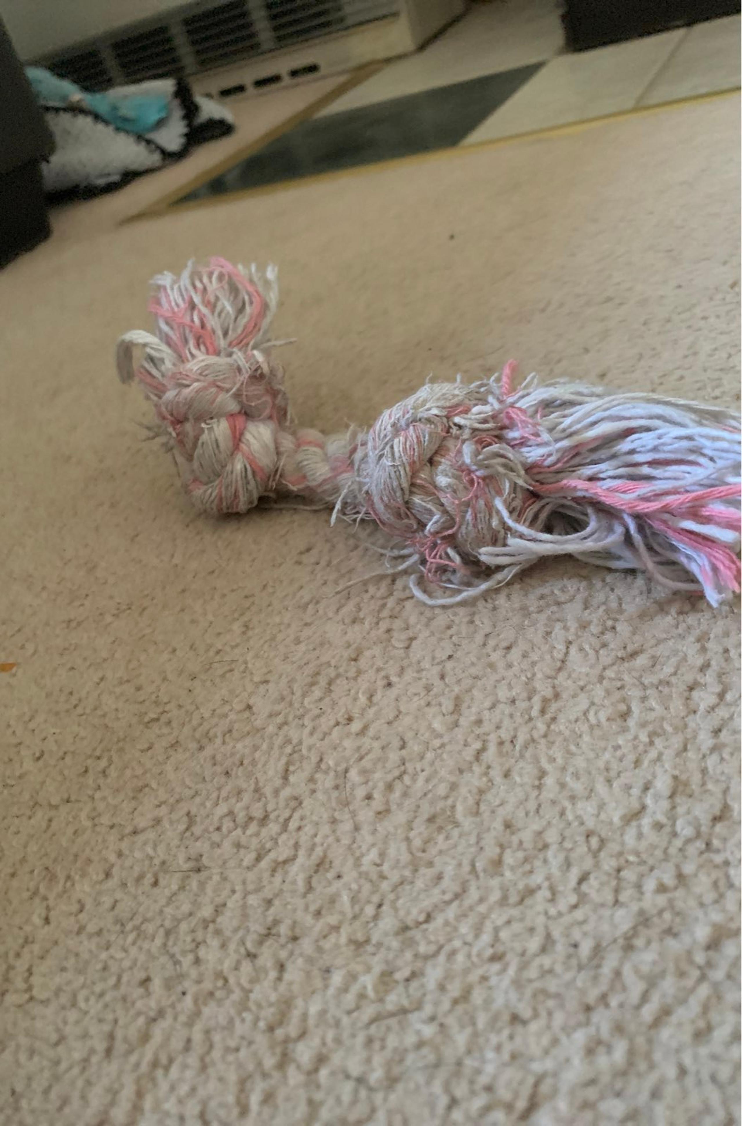 Dog rope