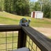 Solar Garden Outdoor Statues Turtle with Succulent and 7 LED Lights