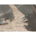 FREUD SD306 SAFETY DADO SAW BLADE SET 6 Diameter 24 Teeth, 1/4 - 13/16