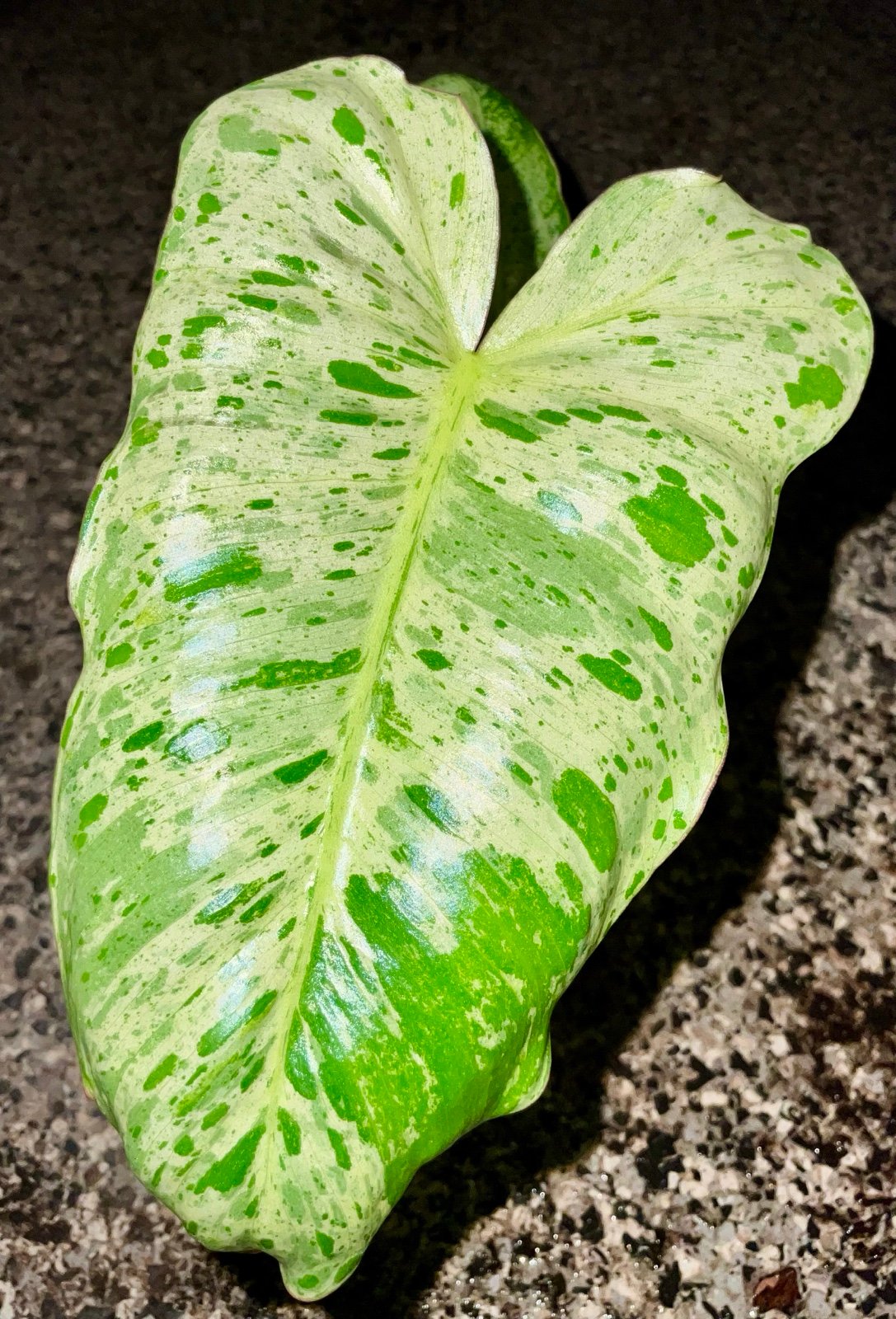 Philodendron Variegated Burl Marx - EXACT PLANT