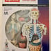 Supreme Transparent Male Anatomy Model NIB