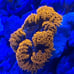 Fake Aquarium Decorations Coral Frags