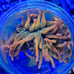 Fake Aquarium Decorations Coral Frags