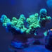 Fake Aquarium Decorations Coral Frags