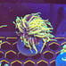 Fake Aquarium Decorations Coral Frags