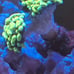 Fake Aquarium Decorations Coral Frags