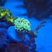 Fake Aquarium Decorations Coral Frags