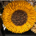 Sunflower wood curl wreath !