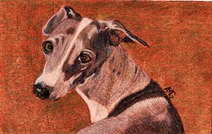 Original Italian Greyhound Oil and Colored Pencil Portrait