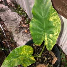 VERY RARE VARIEGATED ALOCASIA BORNEO KING AUREA
