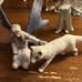 Schleich Fairy Lot of 12