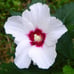 5) Rose Of Sharon White Flower with Red center Hibiscus Live Plant with Roots