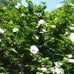 5) Rose Of Sharon White Flower with Red center Hibiscus Live Plant with Roots