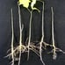5) Rose Of Sharon White Flower with Red center Hibiscus Live Plant with Roots