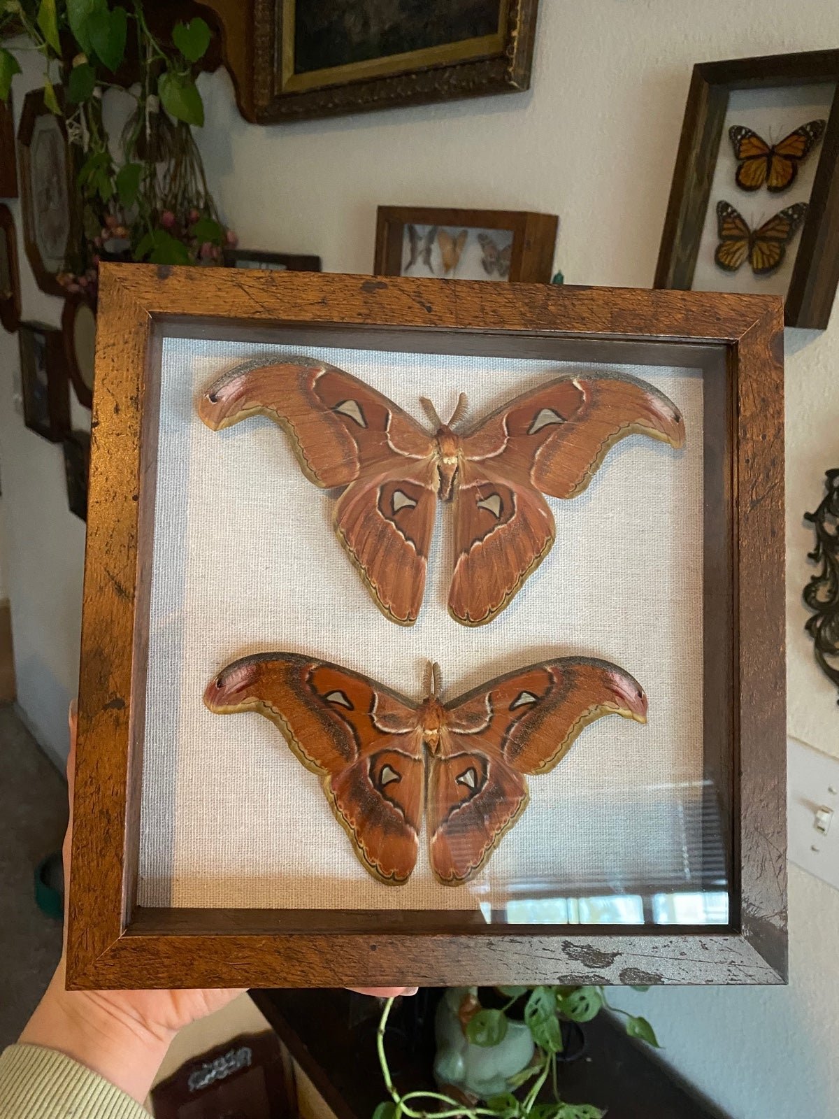 Framed Atlas moths in wooden shadowbox