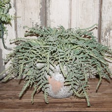 NEW Large HEAVY Artificial Buckler Fern Arrangement in Distressed Planter Pot