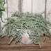 NEW Large HEAVY Artificial Buckler Fern Arrangement in Distressed Planter Pot