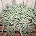 NEW Large HEAVY Artificial Buckler Fern Arrangement in Distressed Planter Pot