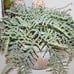 NEW Large HEAVY Artificial Buckler Fern Arrangement in Distressed Planter Pot