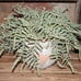 NEW Large HEAVY Artificial Buckler Fern Arrangement in Distressed Planter Pot