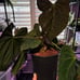Anthurium papillilaminum x magnificum