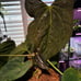 Anthurium papillilaminum x magnificum