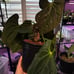 Anthurium papillilaminum x magnificum