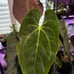 Anthurium papillilaminum x magnificum