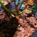 Anthurium papillilaminum x magnificum