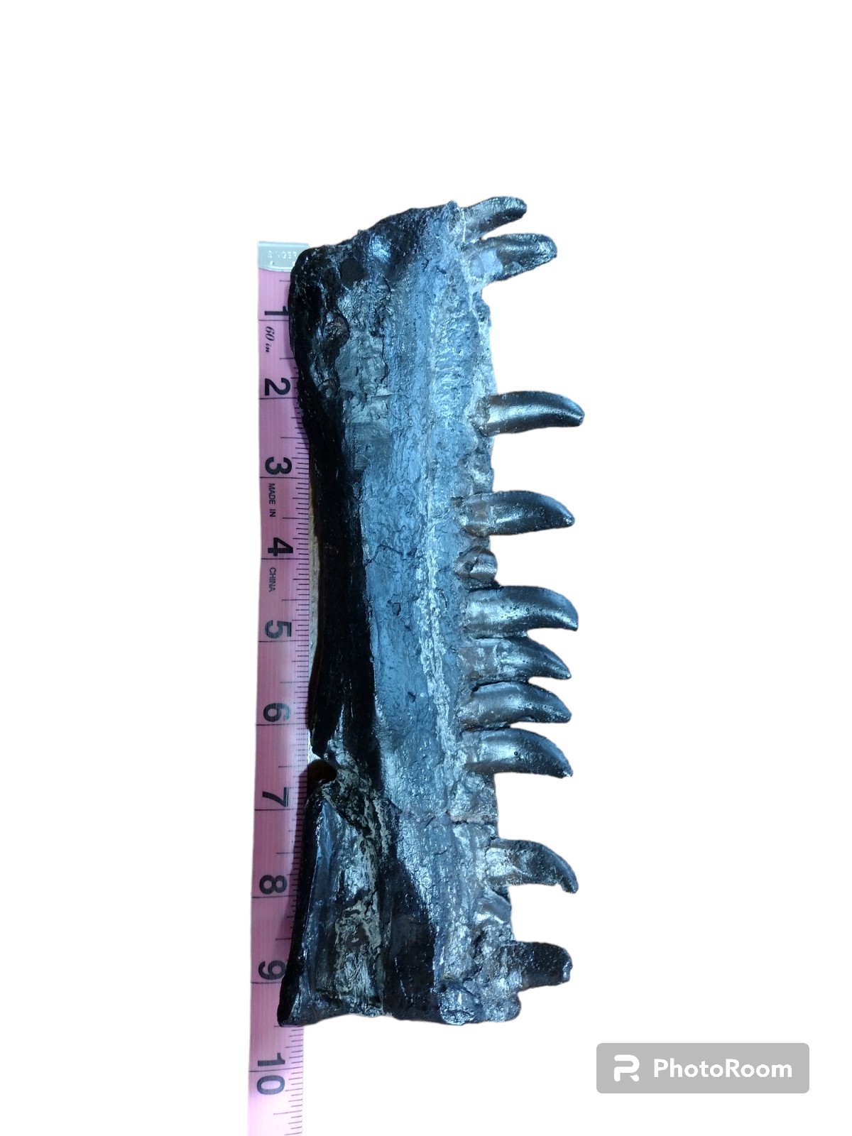 Allosaurus fragilis partial dentary fossil cast replica-dinosaurs-paleontology
