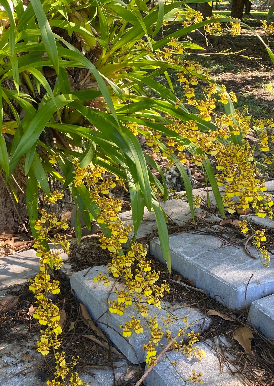 Dancing Varigated gold orchids seedlings