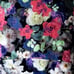 Rebecca Minkoff Wes Floral-Print Motorcycle Jacket