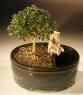 Flowering Mount Fuji Bonsai Tree Land/Water Pot- Small